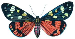 Attēlu rezultāti vaicājumam “Callimorpha dominula”