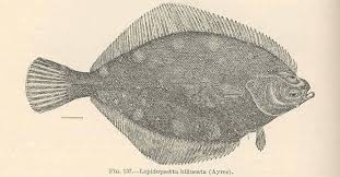 Image result for Parophrys vetulus