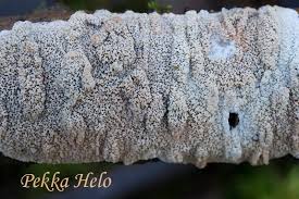 Attēlu rezultāti vaicājumam “Phlebia rufa”