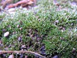 Attēlu rezultāti vaicājumam “Bryum argenteum sporophyte”