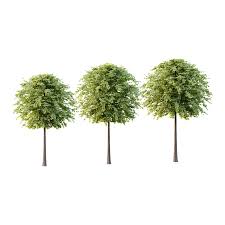 Attēlu rezultāti vaicājumam “Tilia platyphyllos subsp. cordifolia”