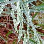 Attēlu rezultāti vaicājumam “Corynephorus canescens leaf”