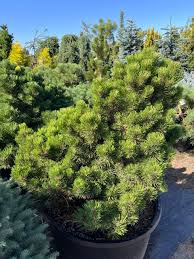 Attēlu rezultāti vaicājumam “Pinus nigra”