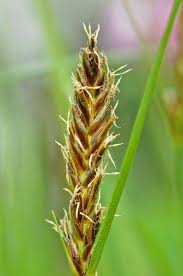 Attēlu rezultāti vaicājumam “Blysmus compressus fruit”