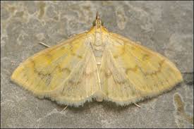 Attēlu rezultāti vaicājumam “Paratalanta hyalinalis”