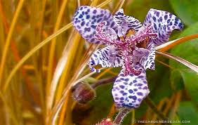 Image result for Tricyrtis `Black Beauty`