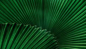 Znalezione obrazy dla zapytania green