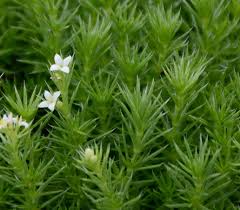 Attēlu rezultāti vaicājumam “Galium elongatum leaf”