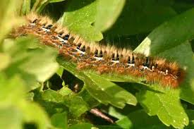 Attēlu rezultāti vaicājumam “Lasiocampa quercus larva”