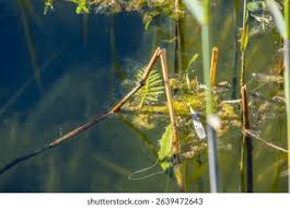 Attēlu rezultāti vaicājumam “Limnoporus rufoscutellatus”
