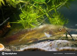 Image result for Ictalurus punctatus