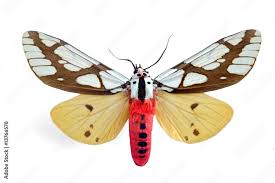 Attēlu rezultāti vaicājumam “Arctiidae”