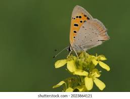 Attēlu rezultāti vaicājumam “Lycaena phlaeas underside”
