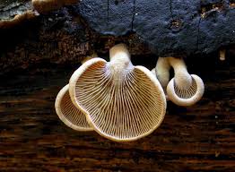 Attēlu rezultāti vaicājumam “Panellus stipticus”