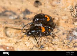 Attēlu rezultāti vaicājumam “Scaphidium quadrimaculatum”