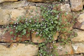Attēlu rezultāti vaicājumam “Cymbalaria muralis”