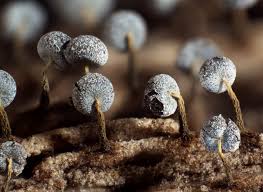 Attēlu rezultāti vaicājumam “Physarum album”