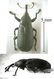 Attēlu rezultāti vaicājumam “Magdalis sp.”