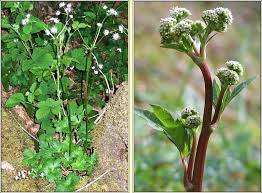 Attēlu rezultāti vaicājumam “Sanicula europaea bud”