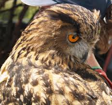 Attēlu rezultāti vaicājumam “Bubo bubo”