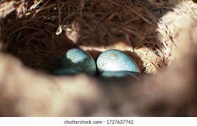 Attēlu rezultāti vaicājumam “Turdus merula eggs”