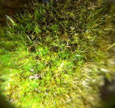 Attēlu rezultāti vaicājumam “Rhynchostegiella tenella”