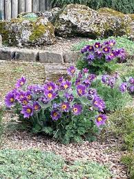 Attēlu rezultāti vaicājumam “Pulsatilla vulgaris”