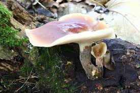 Attēlu rezultāti vaicājumam “Polyporus badius”