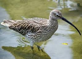 Attēlu rezultāti vaicājumam “Numenius arquata adult”