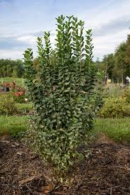 Attēlu rezultāti vaicājumam “Ligustrum vulgare”