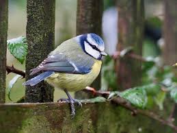 Attēlu rezultāti vaicājumam “Cyanistes caeruleus adult”