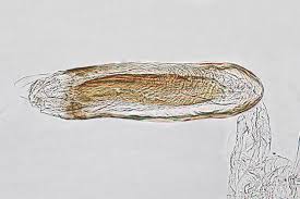 Attēlu rezultāti vaicājumam “Epermenia falciformis”