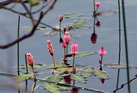 Attēlu rezultāti vaicājumam “Polygonum amphibium flower”