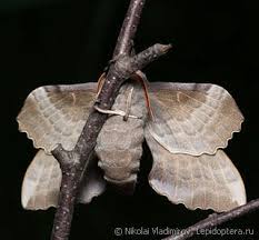 Attēlu rezultāti vaicājumam “Laothoe populi imago”