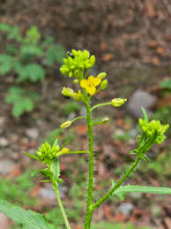 Attēlu rezultāti vaicājumam “Sisymbrium loeselii leaf”