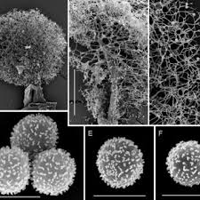 Attēlu rezultāti vaicājumam “Lamproderma pulchellum sessile”