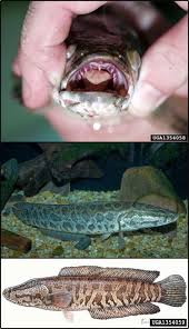 Image result for Channa argus