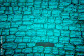 Attēlu rezultāti vaicājumam “Hydrilla verticillata leaf”