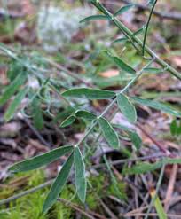 Attēlu rezultāti vaicājumam “Astragalus arenarius”