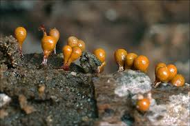 Attēlu rezultāti vaicājumam “Hemitrichia sp.”