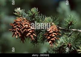 Attēlu rezultāti vaicājumam “Pseudotsuga menziesii fruit”