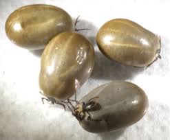 Attēlu rezultāti vaicājumam “Dermacentor reticulatus female”