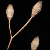 Attēlu rezultāti vaicājumam “Lapsana communis fruit”