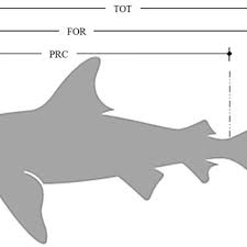 Image result for Triakis megalopterus