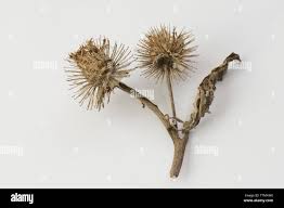 Attēlu rezultāti vaicājumam “Arctium tomentosum fruit”