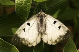 Attēlu rezultāti vaicājumam “Parnassius mnemosyne”