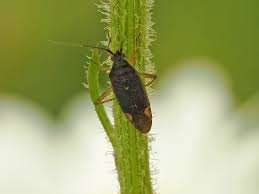 Attēlu rezultāti vaicājumam “Stenotus binotatus male”