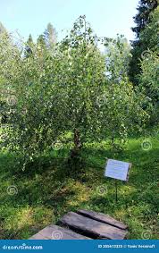 Attēlu rezultāti vaicājumam “Betula pendula var. carelica”