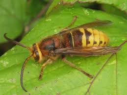 Attēlu rezultāti vaicājumam “Vespa crabro”