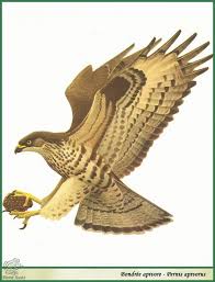 Attēlu rezultāti vaicājumam “Pernis apivorus”